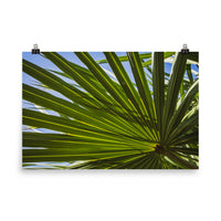 Colorized Wide Palm Leaves Botanical Nature Photo Loose Unframed Wall Art Prints - PIPAFINEART