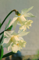 Colorized Daffodils Floral Nature Photo DIY Wall Decor Instant Download Print - Printable  - PIPAFINEART