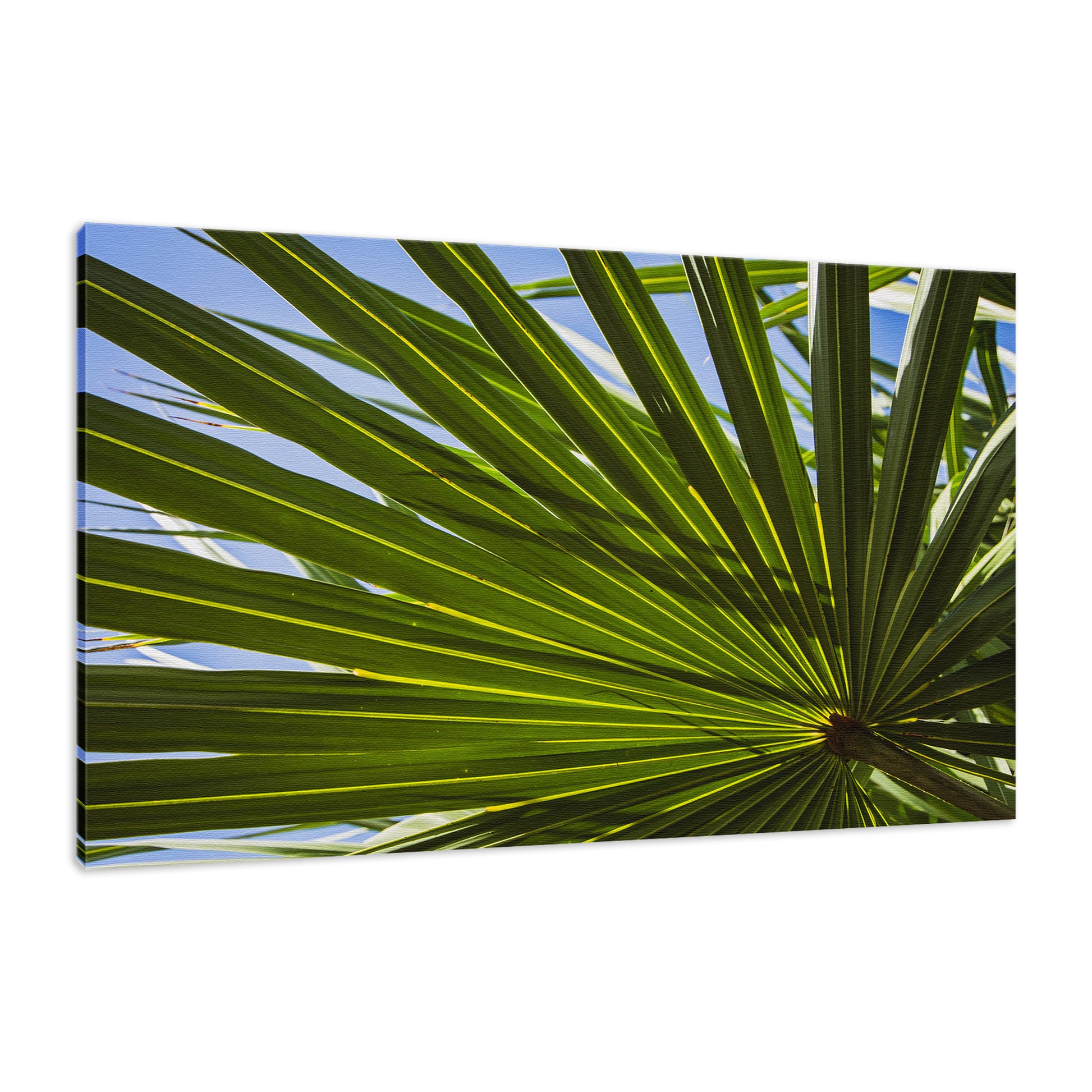 Colorized Wide Palm Leaves Nature / Botanical Photo Fine Art Canvas Wall Art Prints  - PIPAFINEART