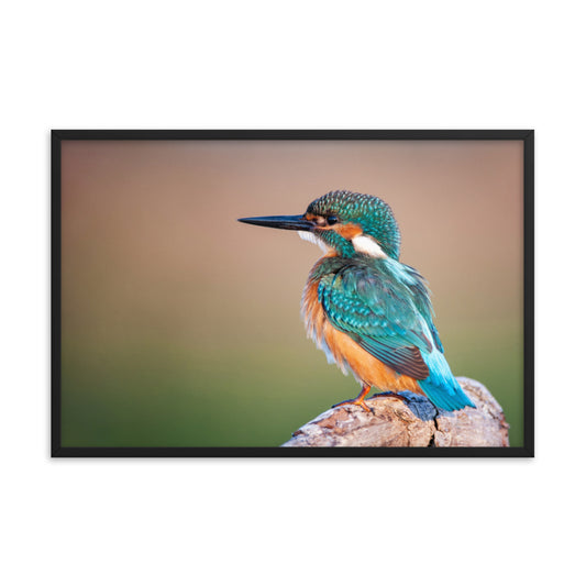 Common Kingfisher Bird on Perch Animal Wildlife Photograph Framed Wall Art Prints