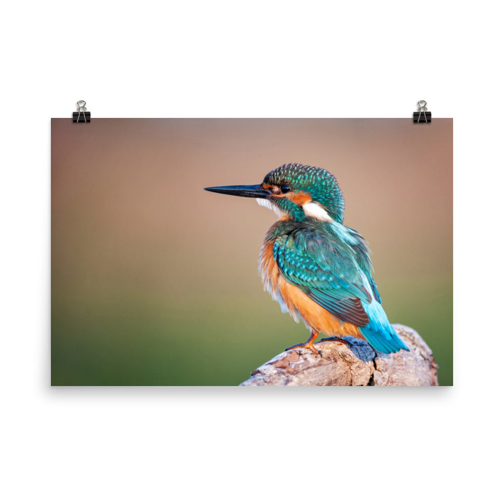 Common Kingfisher Bird on Perch Loose Wall Art Print