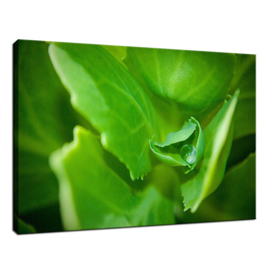 Cupped Droplet Botanical / Nature Photo Fine Art Canvas Wall Art Prints  - PIPAFINEART