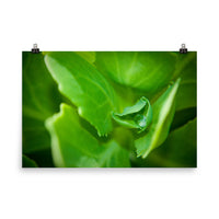 Cupped Droplet Botanical Nature Photo Loose Unframed Wall Art Prints - PIPAFINEART