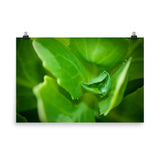 Cupped Droplet Botanical Nature Photo Loose Unframed Wall Art Prints - PIPAFINEART