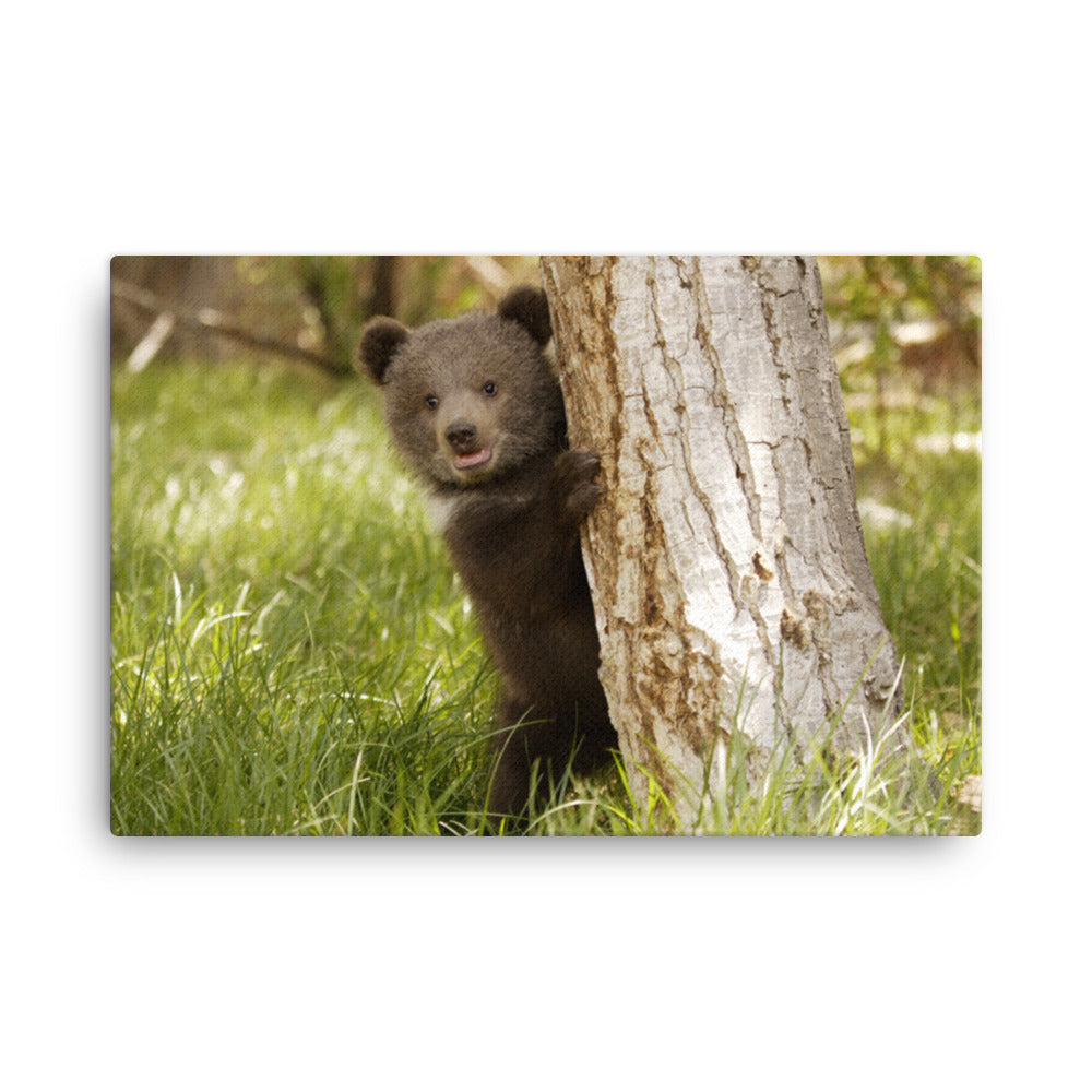 Cute Baby Grizzly Bear Cub Behind Tree In Meadow Animal Wildlife Photograph Canvas Wall Art Prints