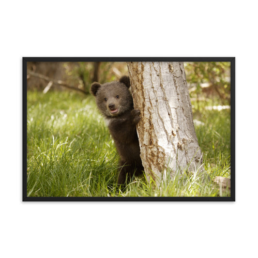 Cute Baby Grizzly Bear Cub Behind Tree in Meadow Animal Wildlife Photograph Framed Wall Art Prints