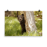 Cute Baby Grizzly Bear Cub Behind Tree In Meadow Loose Wall Art Print