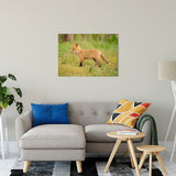 Daydreaming Animal / Wildlife Photograph Fine Art Canvas & Unframed Wall Art Prints 24" x 36" / Canvas Fine Art - PIPAFINEART