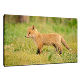 Daydreaming Animal / Wildlife Photograph Fine Art Canvas & Unframed Wall Art Prints  - PIPAFINEART