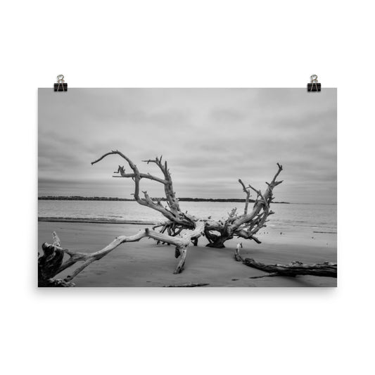 Large Horizontal Coastal Wall Art: Driftwood on Boneyard Beach Florida 3 Black and White Rustic Coastal Landscape Photo - Loose Wall Art Print