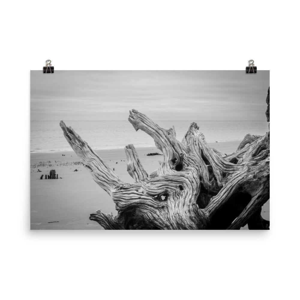 Wall Beach Art: Driftwood on Boneyard Beach Florida 4 Black and White Coastal Landscape Photo - Loose Wall Art Print