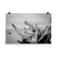 Wall Beach Art: Driftwood on Boneyard Beach Florida 4 Black and White Coastal Landscape Photo - Loose Wall Art Print