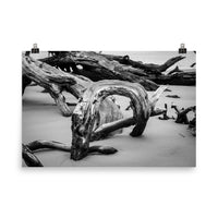Seaside Prints For Sale: Dead Tree Boneyard Beach Florida 5 Black and White Rustic Landscape Photo - Loose Wall Art Print
