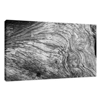 Farmhouse Style Wall Art: Dead Tree Boneyard Beach Florida Texture Close-up 2 Black and White Rustic Nature Photo Fine Art Canvas Wall Art Print