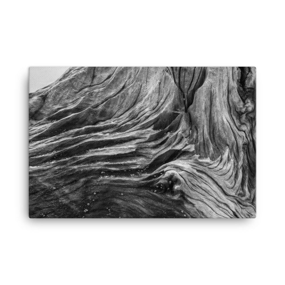 Dead Tree Boneyard Beach Florida Texture Close-up Black and White Rustic Nature Photo Canvas Wall Art Print