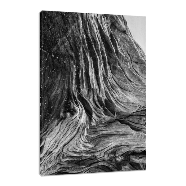 Florida Black and White Photography Wall Art: Prints, Paintings