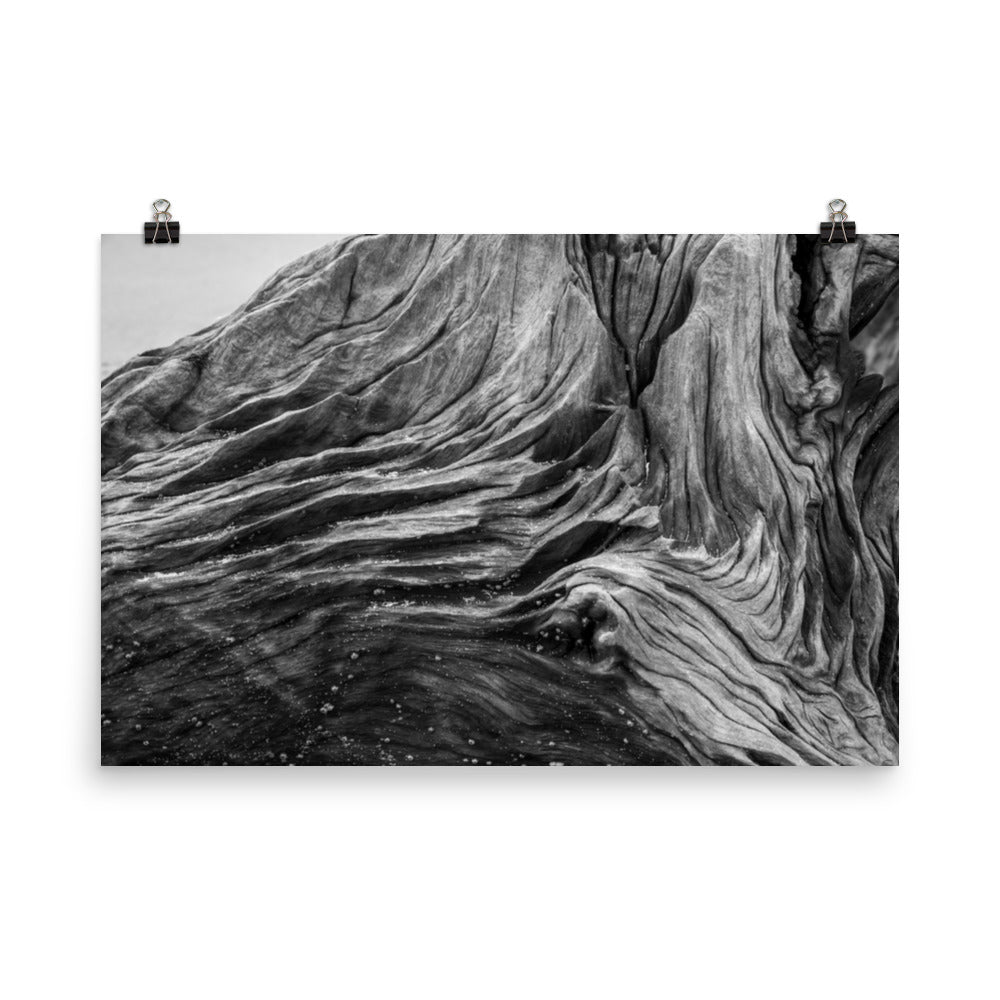 Coastal Artwork For Sale: Dead Tree Boneyard Beach Florida Texture Close-up 5 Black and White Rustic Nature Photo - Loose Wall Art Print