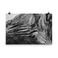 Coastal Artwork For Sale: Dead Tree Boneyard Beach Florida Texture Close-up 5 Black and White Rustic Nature Photo - Loose Wall Art Print