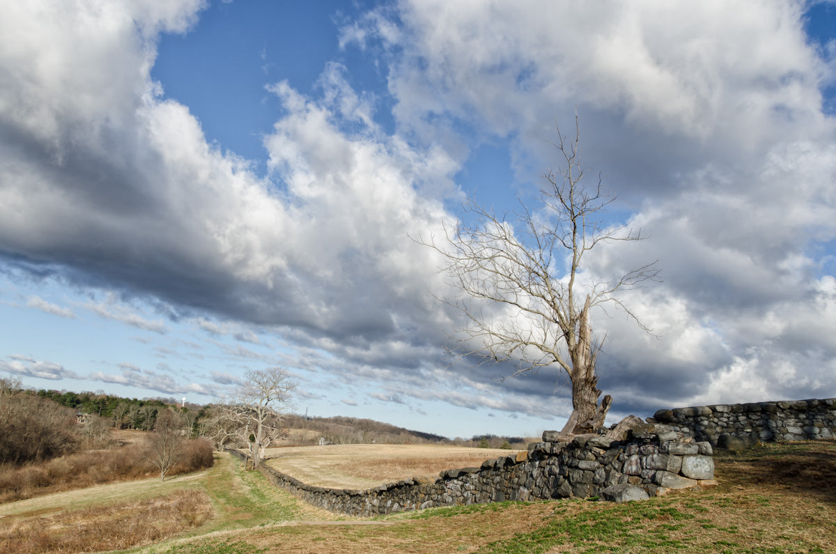 Dead Tree and Stone Wall Landscape Photo DIY Wall Decor Instant Download Print - Printable  - PIPAFINEART