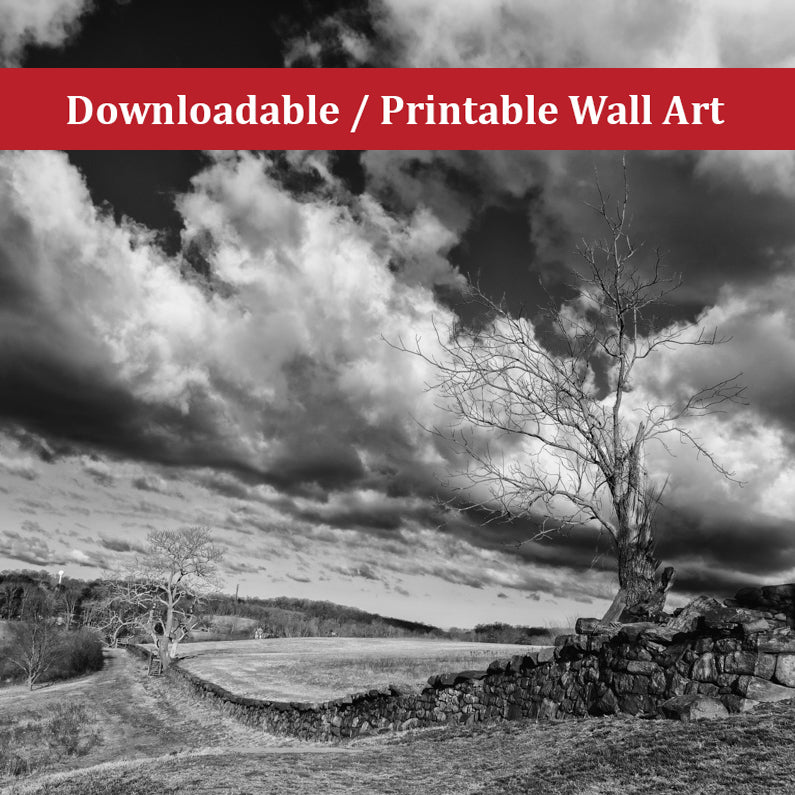 Dead Tree and Stone Wall Black and White Landscape Photo DIY Wall Decor Instant Download Print - Printable  - PIPAFINEART