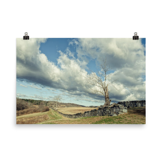 Dead Tree and Stone Wall Split Toned Landscape Photo Loose Wall Art Prints - PIPAFINEART