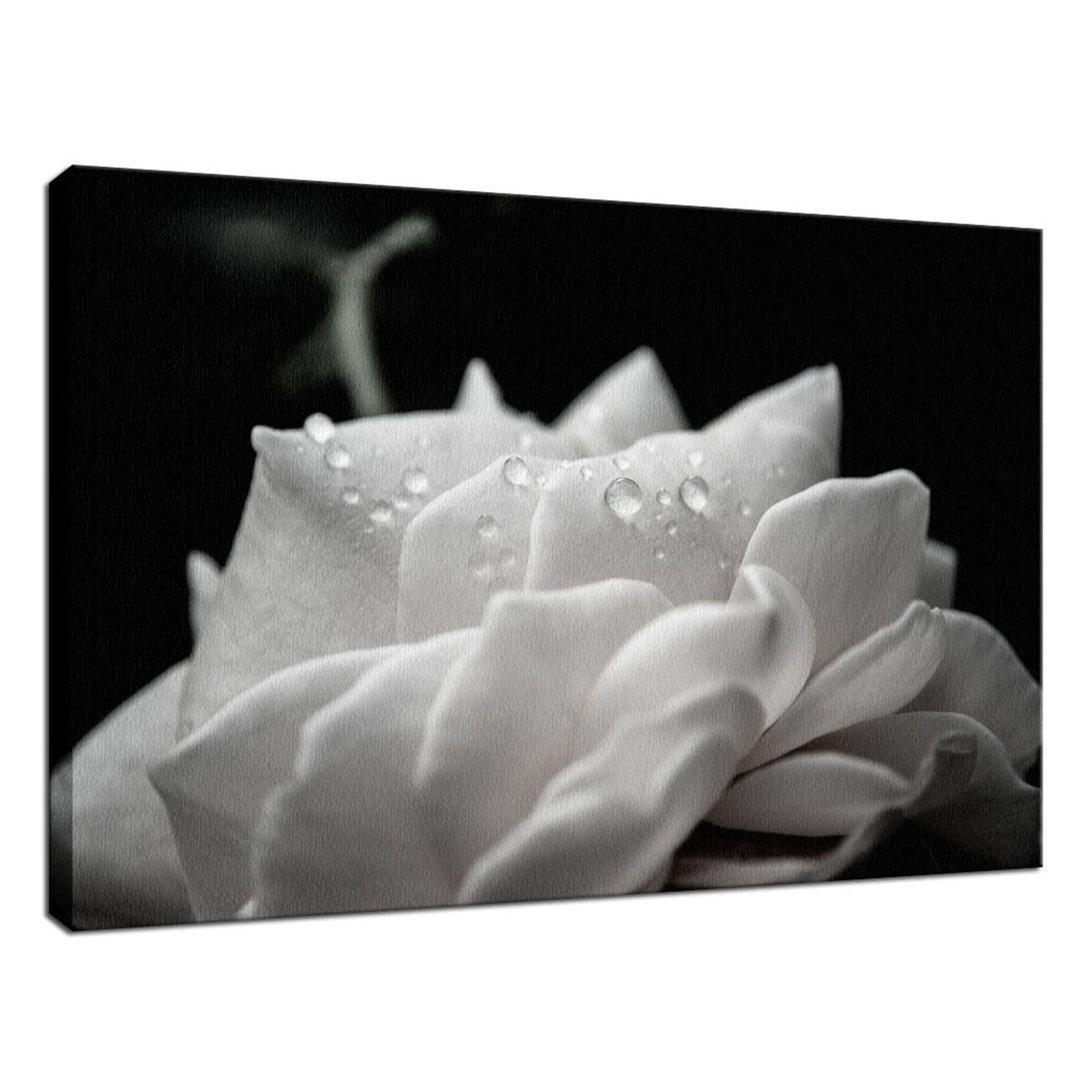 Delicate Rose with Water Droplets - Black and White - Nature / Floral Photo Fine Art Canvas Wall Art Prints  - PIPAFINEART