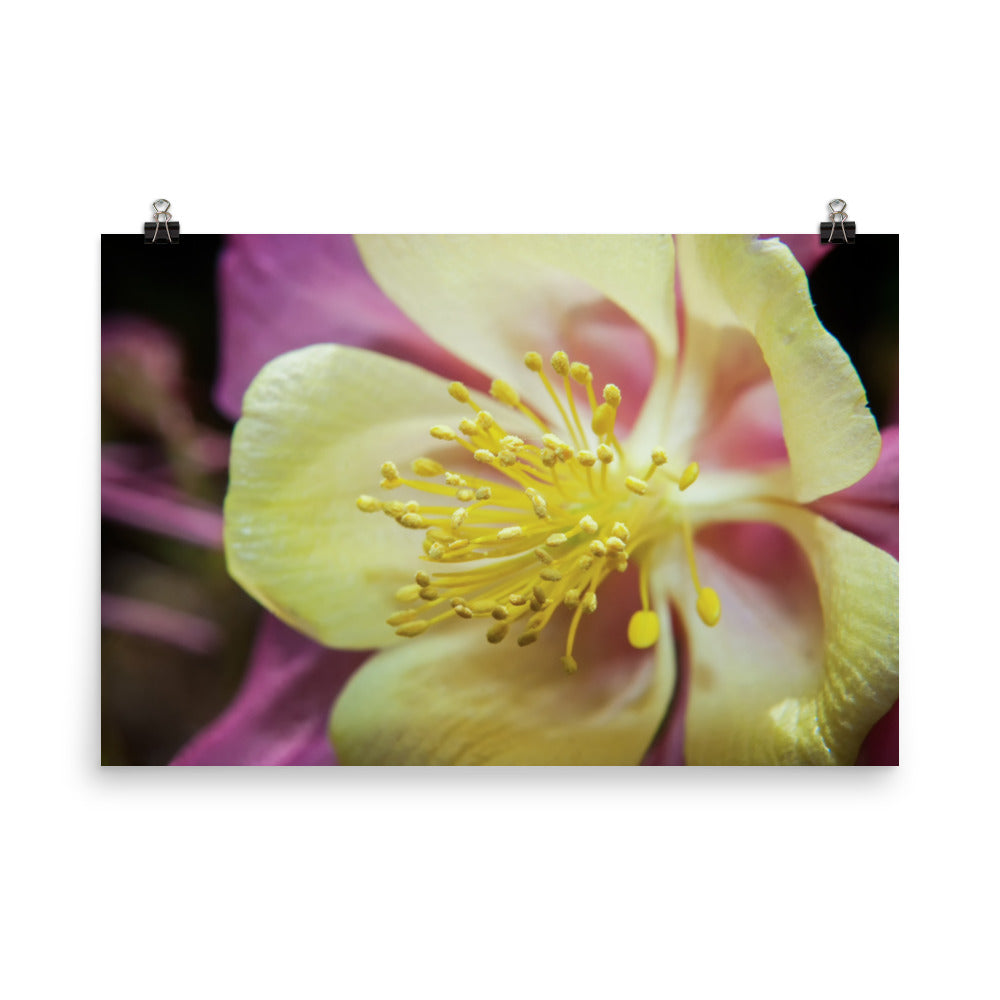 Delicate Columbine Floral Nature Photo Loose Unframed Wall Art Prints - PIPAFINEART