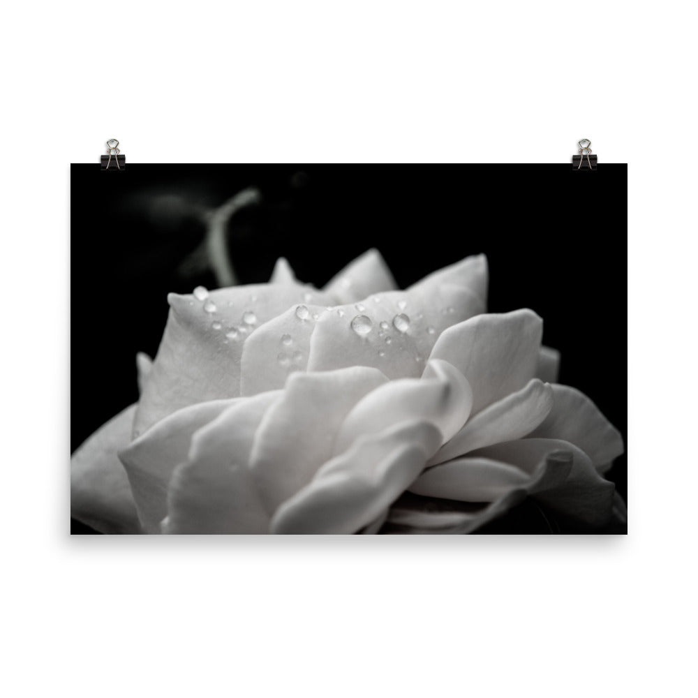 Delicate Rose Black and White Floral Nature Photo Loose Unframed Wall Art Prints - PIPAFINEART