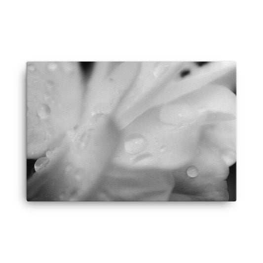 Delicate Rose Petals Black and White Floral Nature Canvas Wall Art Prints