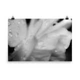 Delicate Rose Petals Black and White Floral Nature Photo Loose Unframed Wall Art Prints - PIPAFINEART