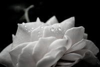 Delicate Rose Floral Nature Photo DIY Wall Decor Instant Download Print - Printable  - PIPAFINEART