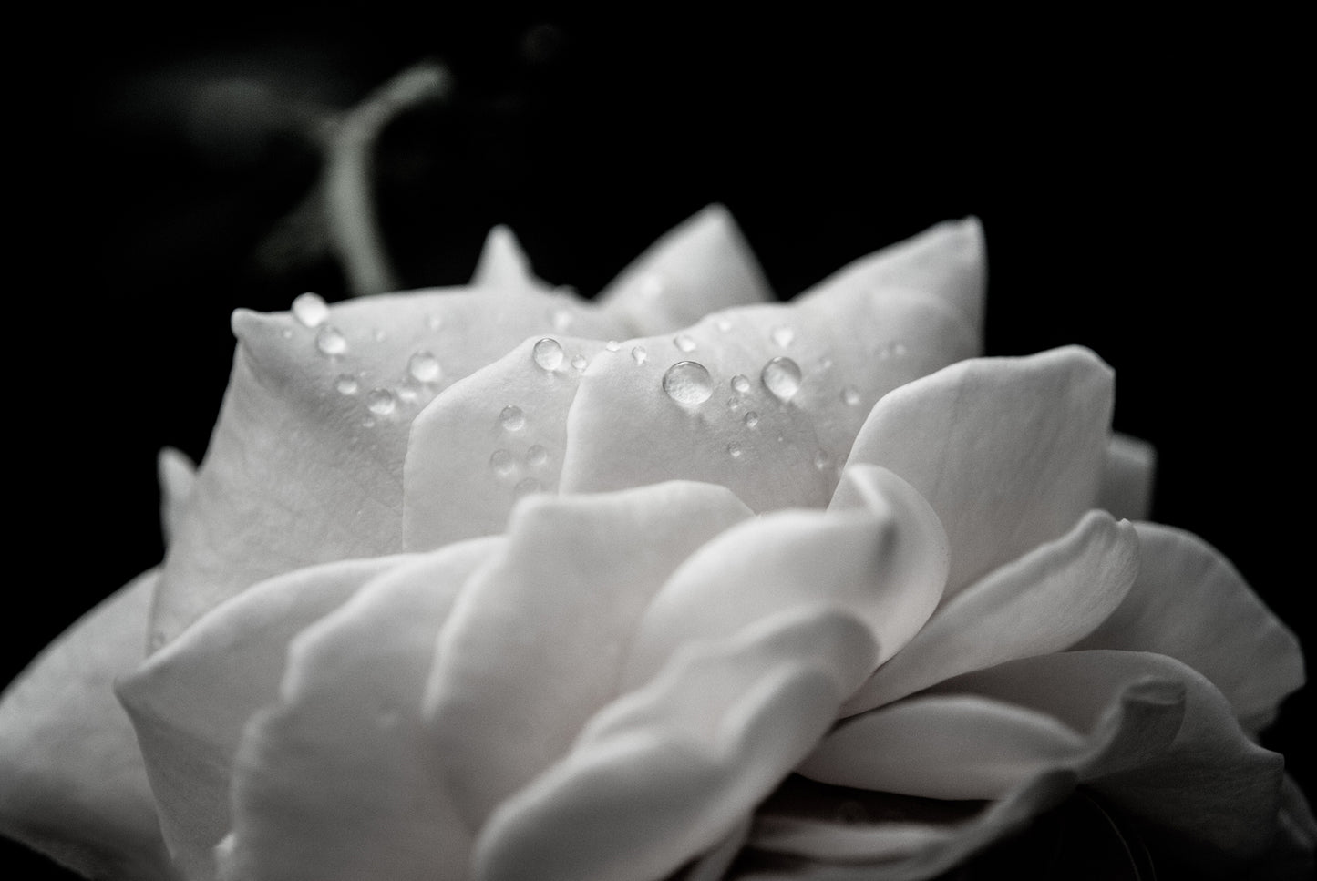 Hallway Canvas Art: Delicate Rose with Water Droplets - Black and White - Nature / Floral Photo Fine Art Canvas Wall Art Prints  - PIPAFINEART
