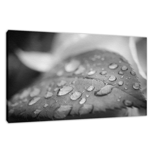 Dew on Leaf of Rose Plant - Black and White - Nature / Floral Photo Fine Art Canvas Wall Art Prints  - PIPAFINEART
