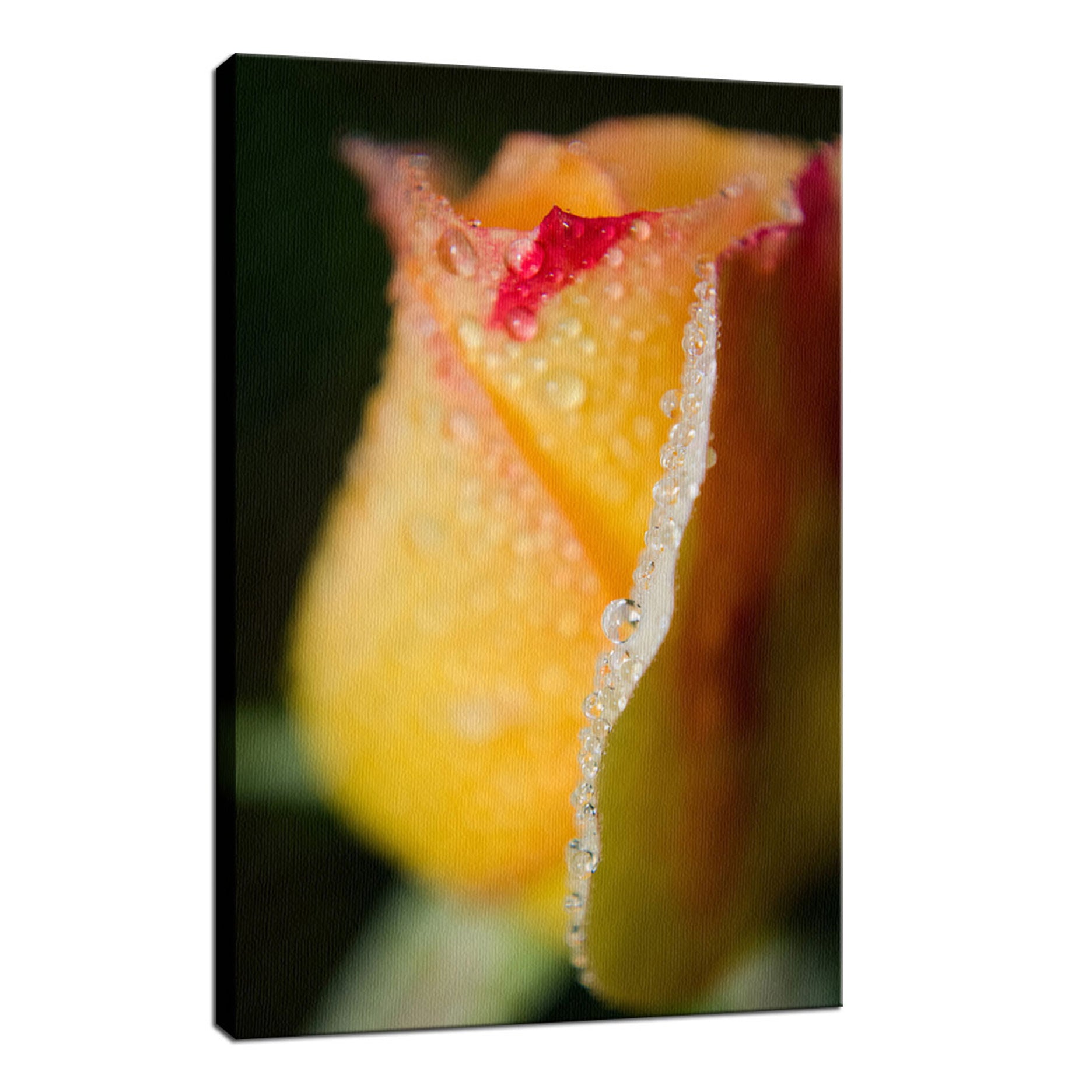 Dew on Yellow Rose Nature / Floral Photo Fine Art Canvas Wall Art Prints  - PIPAFINEART