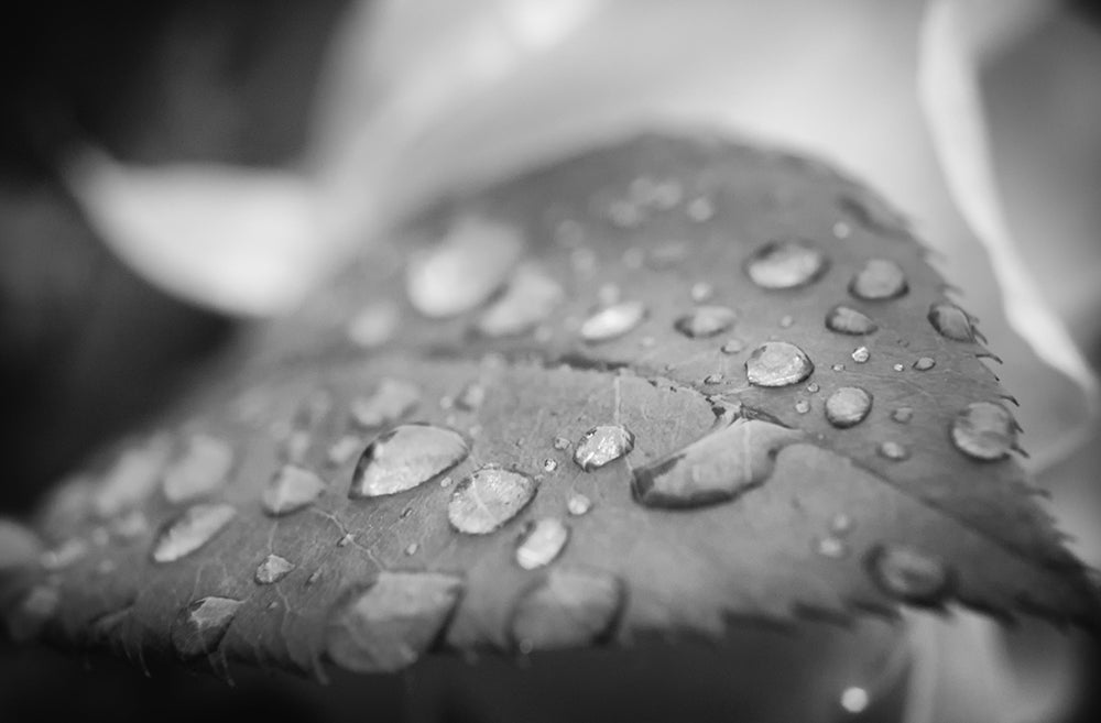 Dew on Leaf of Rose Plant - Black and White - Nature / Floral Photo Fine Art Canvas Wall Art Prints  - PIPAFINEART