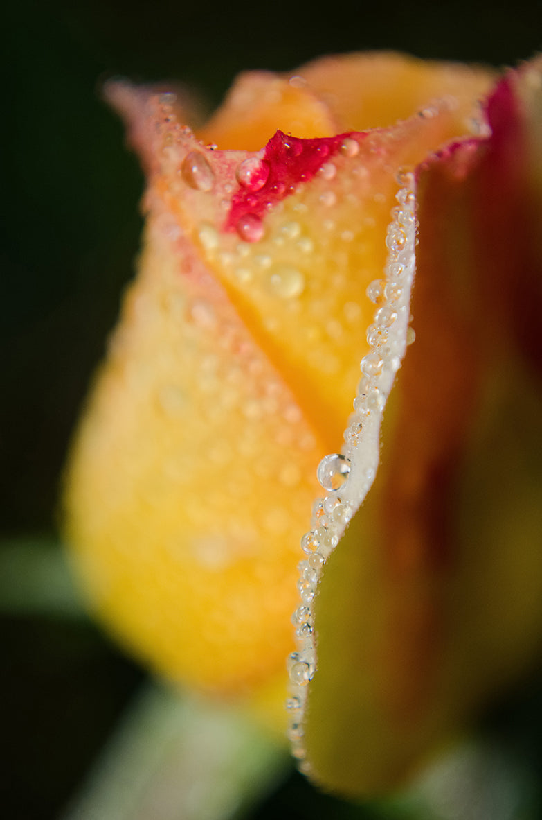 Dew on Yellow Rose Nature / Floral Photo Fine Art Canvas Wall Art Prints  - PIPAFINEART
