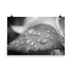 Dew on Leaf of Rose Plant Black and White Botanical Nature Photo Loose Unframed Wall Art Prints - PIPAFINEART
