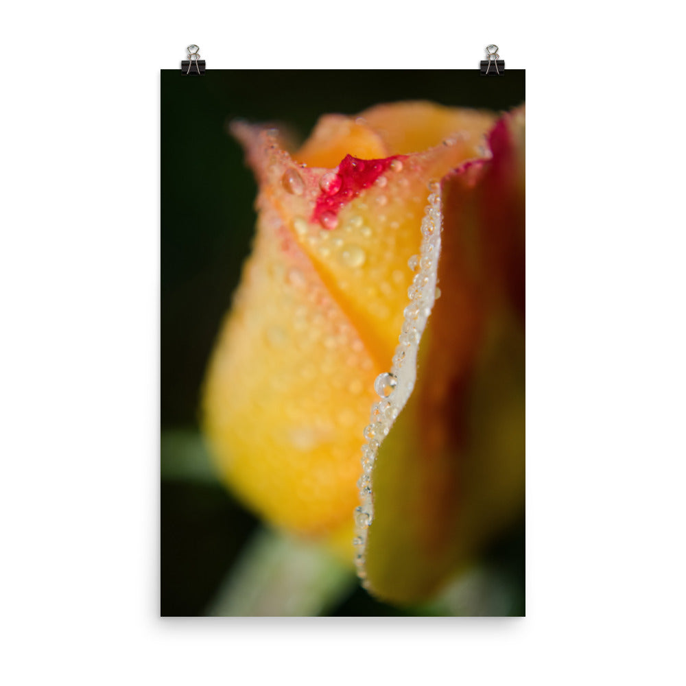 Dew on Yellow Rose Floral Nature Photo Loose Unframed Wall Art Prints - PIPAFINEART