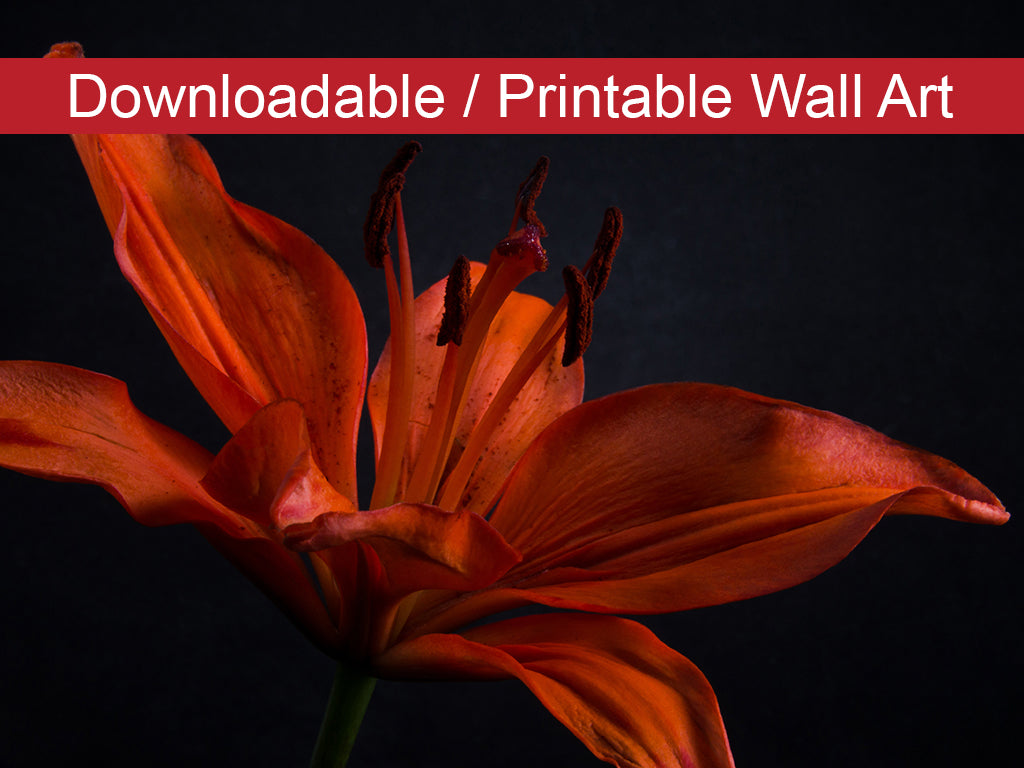 Orange Lily with Backlight DIY Wall Decor Instant Download Print - Printable Wall Art  - PIPAFINEART
