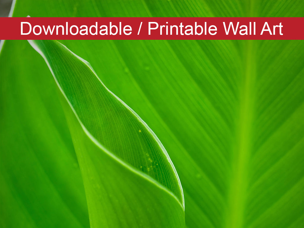 Leaves Canna Lily DIY Wall Decor Instant Download Print - Printable  - PIPAFINEART