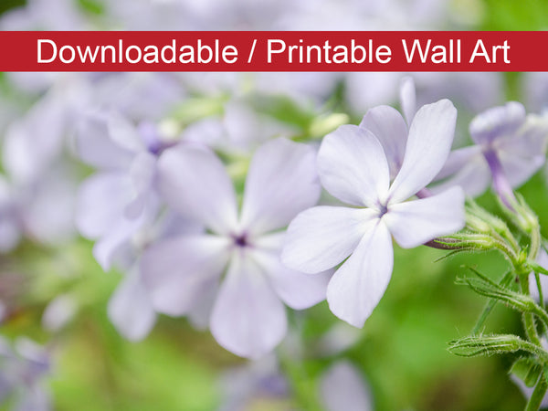 Soft Focus Phlox Carolina DIY Wall Decor Instant Download Print - Printable Wall Art  - PIPAFINEART