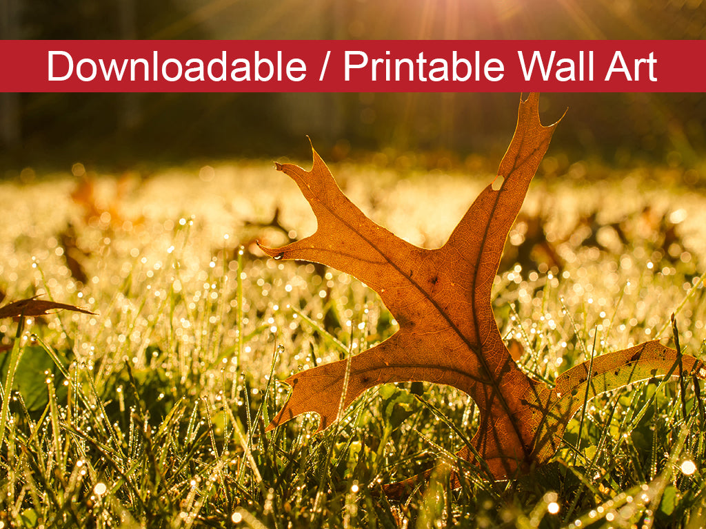 Fall Leaf in Morning Sun Botanical Nature Photo DIY Wall Decor Instant Download Print - Printable  - PIPAFINEART