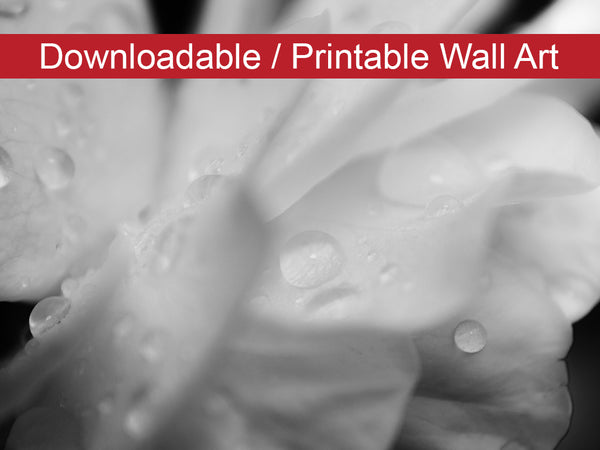 Delicate Rose Petals Floral Nature Photo DIY Wall Decor Instant Download Print - Printable  - PIPAFINEART