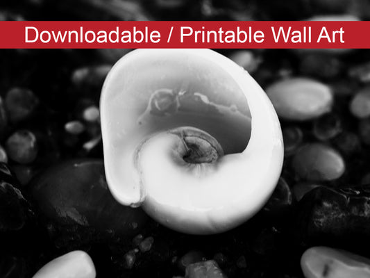 Glowing Beach Shell Coastal Nature Photo DIY Wall Decor Instant Download Print - Printable  - PIPAFINEART