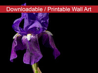 Iris on Black DIY Wall Decor Instant Download Print - Printable Wall Art  - PIPAFINEART