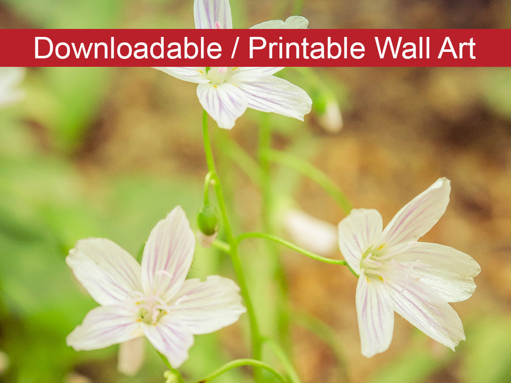 Tranquil Carolina Spring Beauty DIY Wall Decor Instant Download Print - Printable Wall Art  - PIPAFINEART