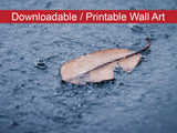 Fallen Leaf in the Rain Botanical Nature Photo DIY Wall Decor Instant Download Print - Printable  - PIPAFINEART