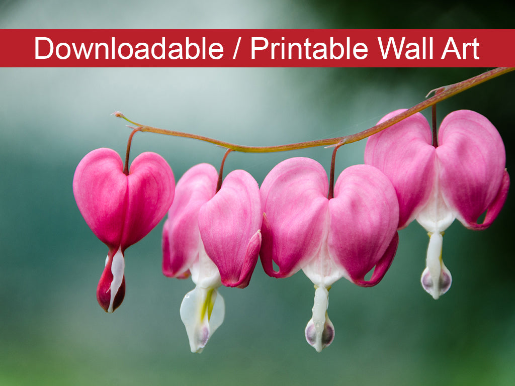 Printable Kitchen Wall Art: Be Still My Bleeding Heart Floral Nature Photo DIY Wall Decor Instant Download Print - Printable  - PIPAFINEART