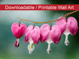 Printable Kitchen Wall Art: Be Still My Bleeding Heart Floral Nature Photo DIY Wall Decor Instant Download Print - Printable  - PIPAFINEART