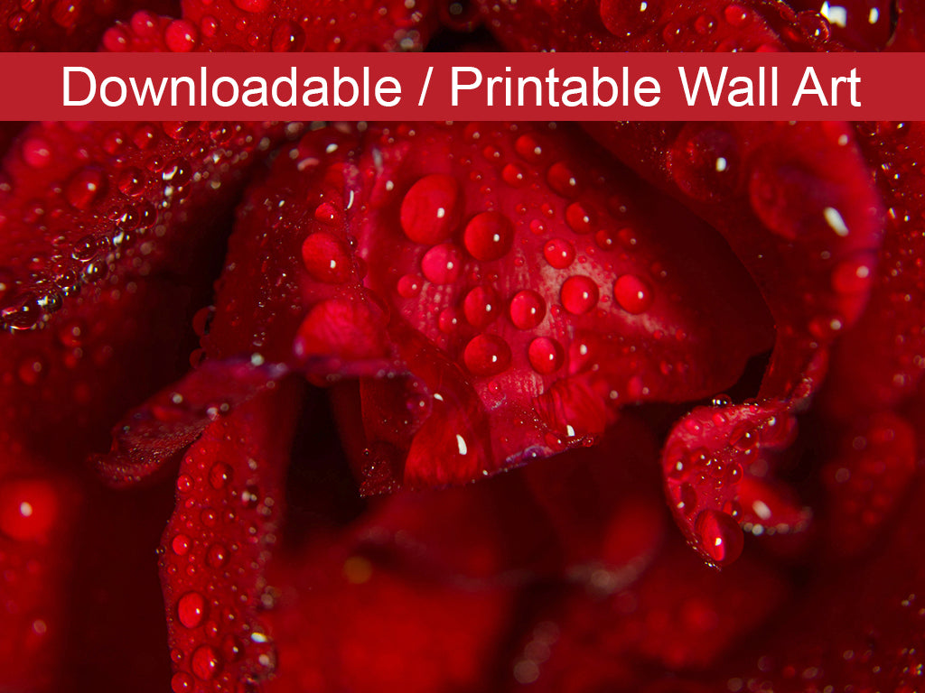 Royal Red Rose DIY Wall Decor Instant Download Print - Printable Wall Art  - PIPAFINEART